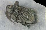 Tower-Eyed, Erbenochile Trilobite From Ou Driss - Top Quality! #170712-3